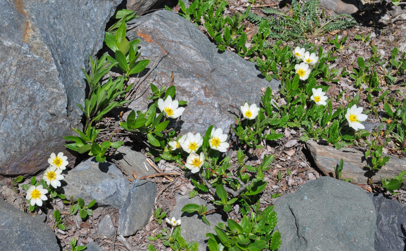 Изображение особи Dryas oxyodonta.