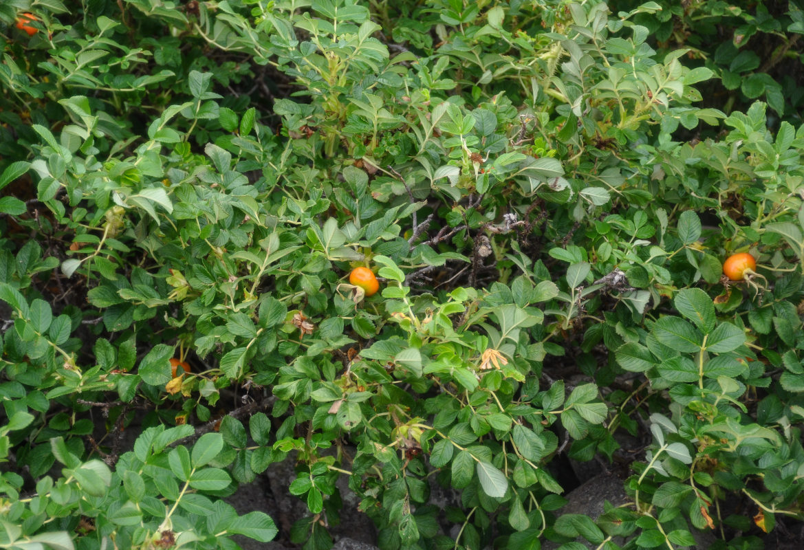 Image of Rosa rugosa specimen.