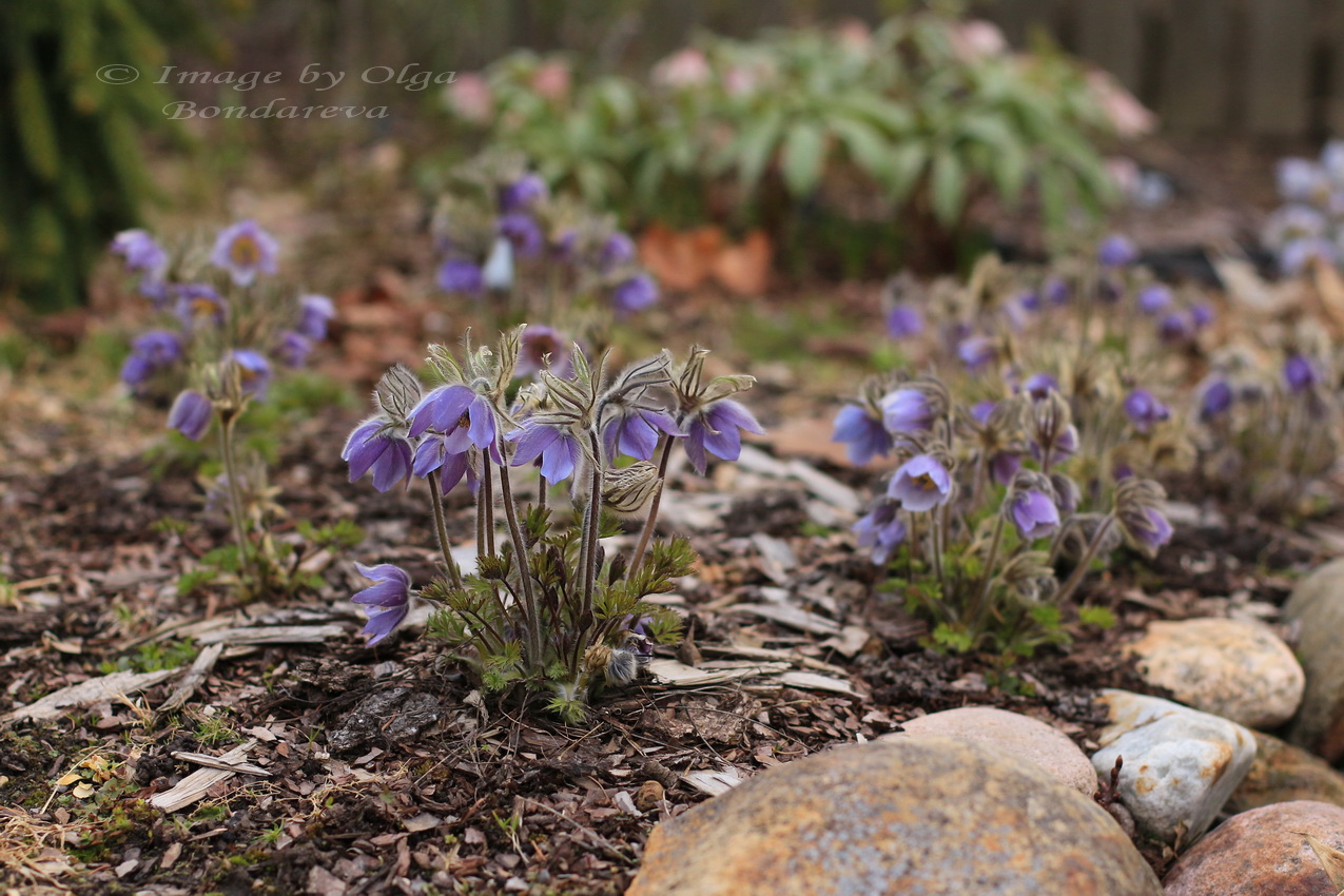 Изображение особи Pulsatilla ajanensis.