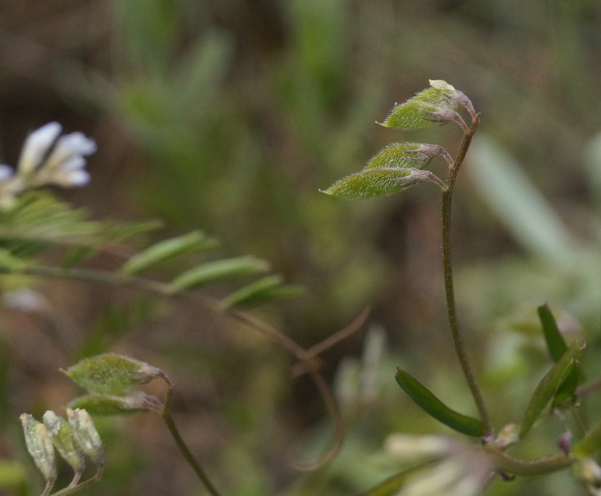 Image of Vicia hirsuta specimen.