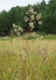 Silene wolgensis