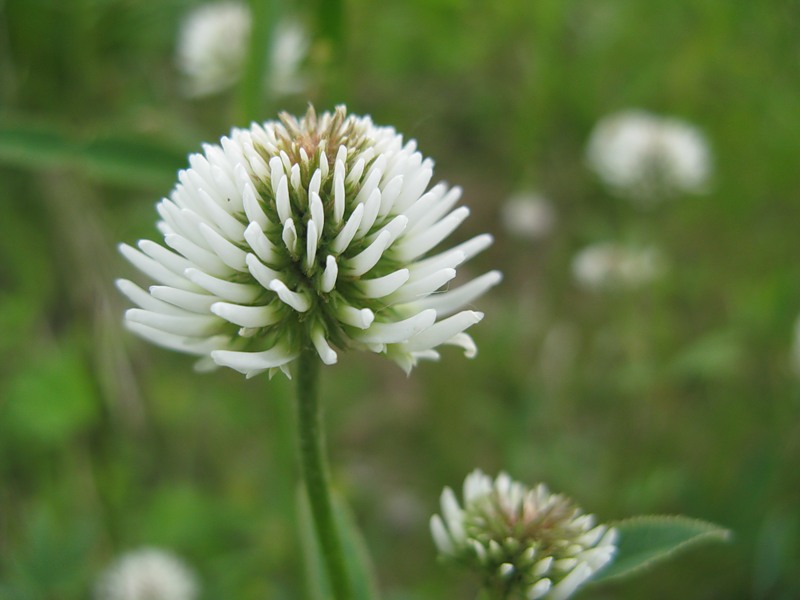 Изображение особи Trifolium montanum.