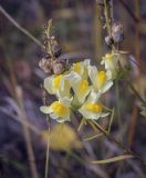 Linaria vulgaris