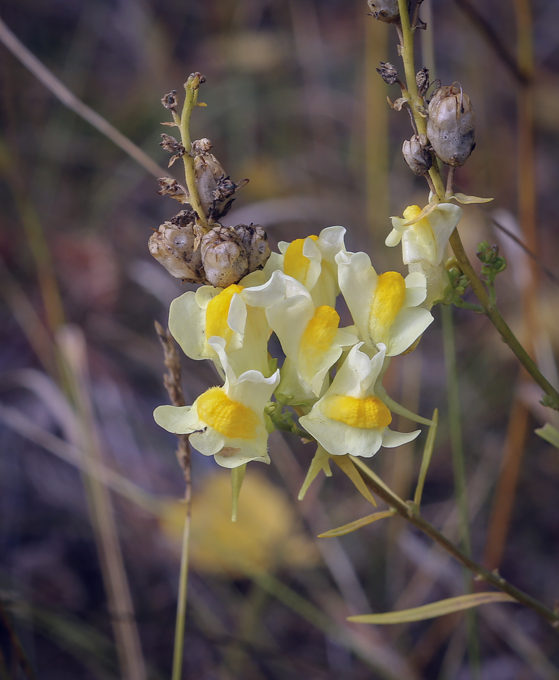 Изображение особи Linaria vulgaris.