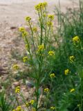 Erysimum cheiranthoides