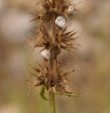 Stachys atherocalyx