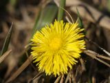 Tussilago farfara