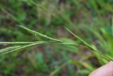 Brachypodium sylvaticum