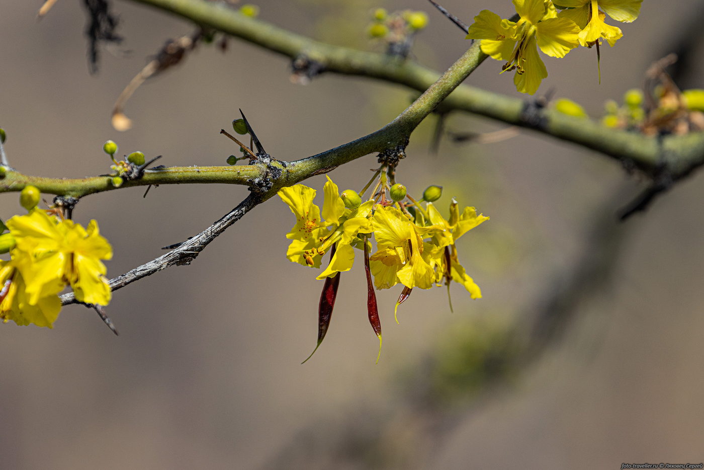 Image of Parkinsonia aculeata specimen.