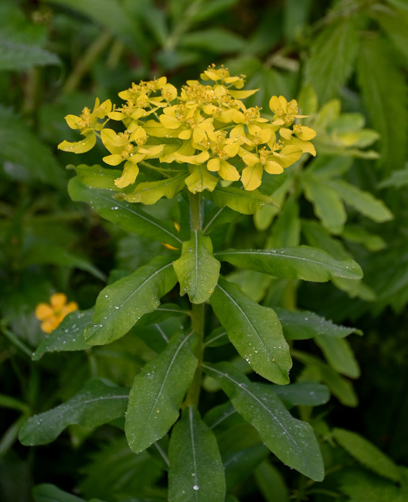 Изображение особи Euphorbia pilosa.