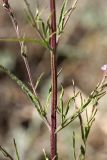 Leptorhabdos parviflora