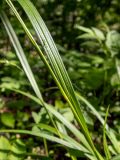 Carex sylvatica