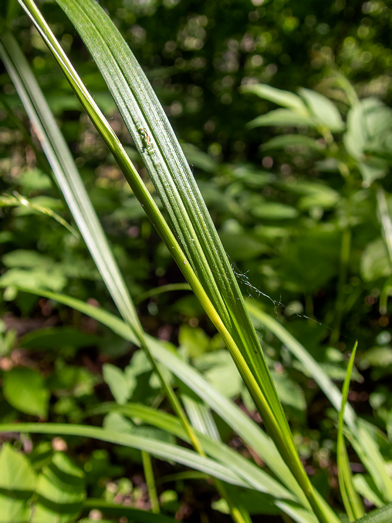 Image of Carex sylvatica specimen.