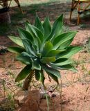 Agave attenuata. Вегетирующее растение. Египет, мухафаза Асуан, храмовый комплекс Абу-Симбел, в культуре. 04.05.2023.