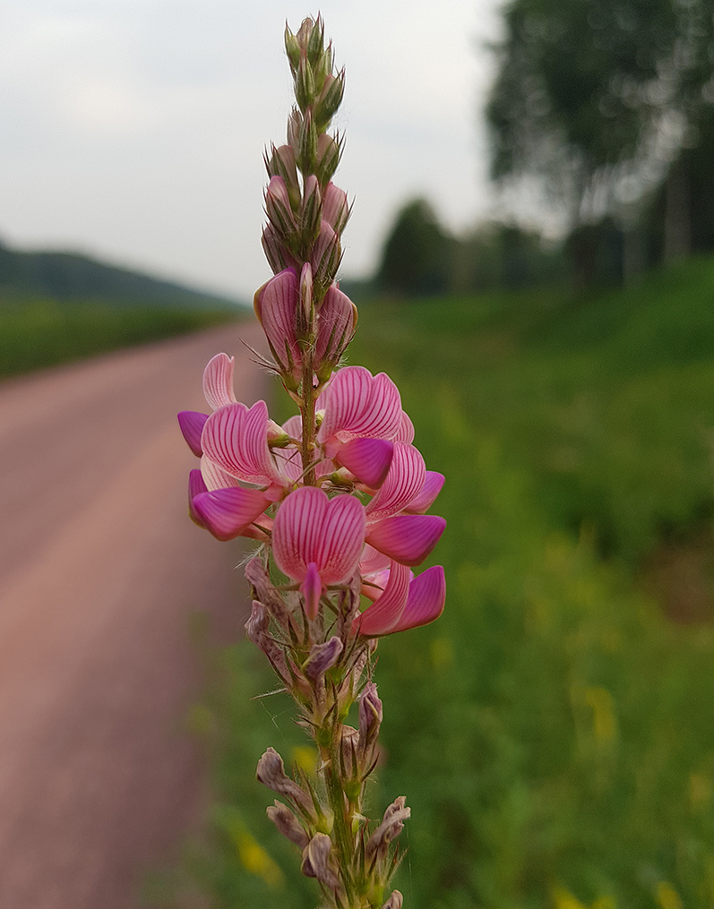 Изображение особи Onobrychis arenaria.