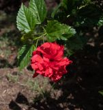 Hibiscus rosa-sinensis