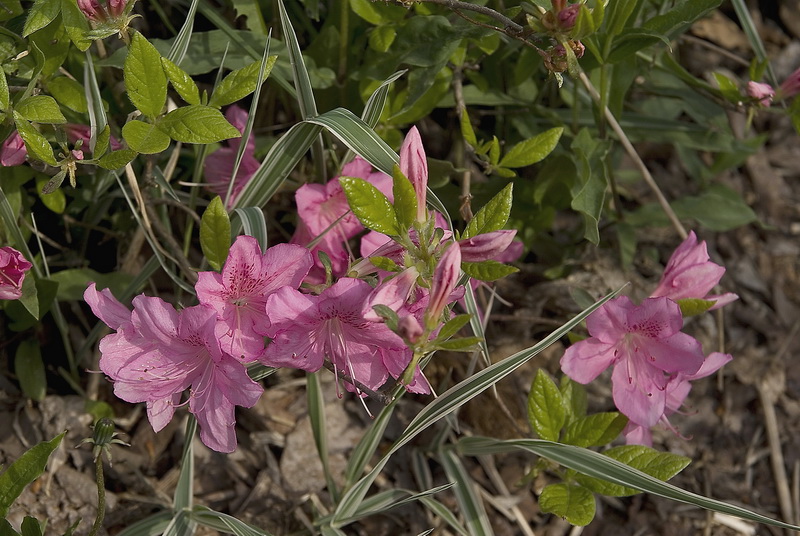 Изображение особи род Rhododendron.