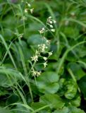 Zigadenus sibiricus. Соцветие (рядом видны листья Viola). Хабаровский край, р-н им. Полины Осипенко, хр. Дуссе-Алинь, берег оз. Тюленье, ≈ 1200 м н.у.м., окраина зарослей Pinus pumila. 20.07.2021.