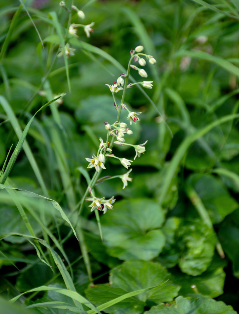 Image of Zigadenus sibiricus specimen.
