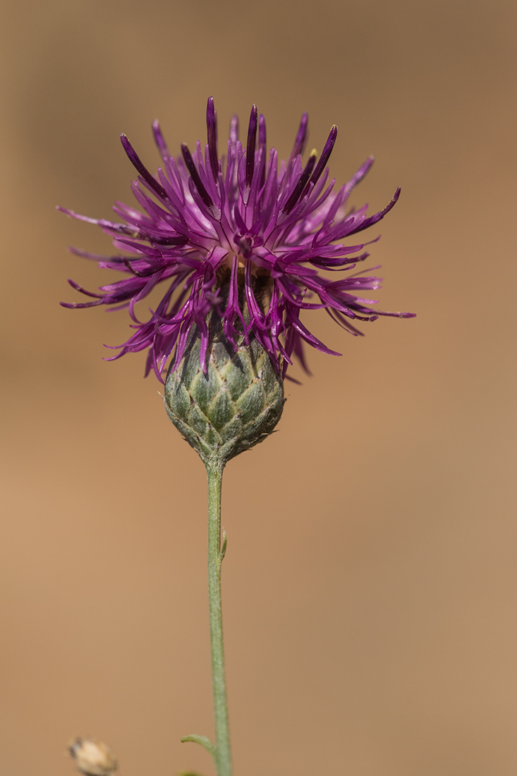 Изображение особи Centaurea adpressa.