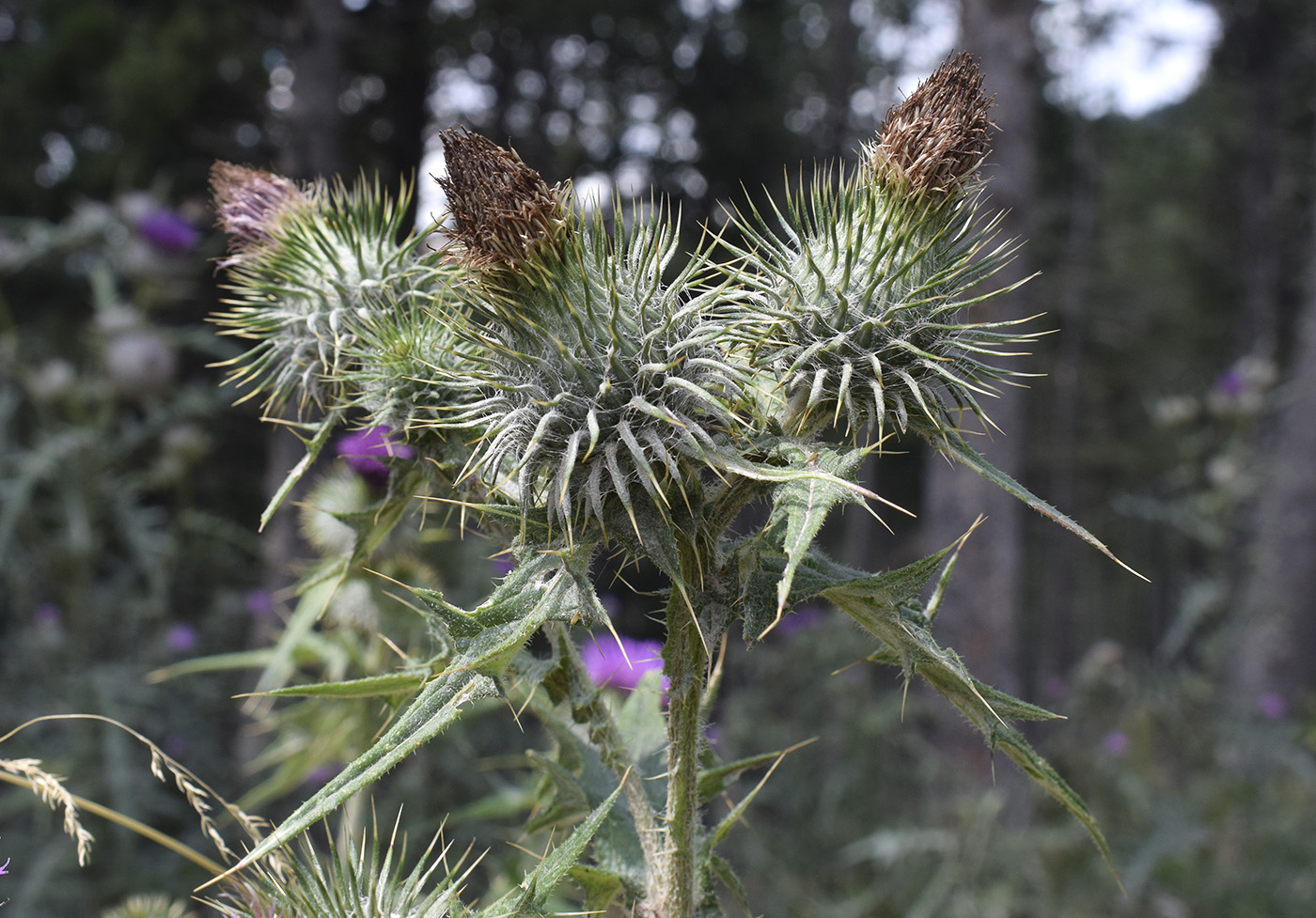 Image of Cirsium vulgare specimen.