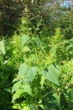 Atriplex prostrata