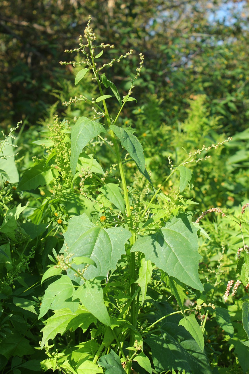 Изображение особи Atriplex prostrata.