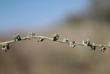 Atriplex patula. Часть соплодия. Крым, Севастополь, мкр. Любимовка, песчаный пустырь между посёлком и пляжем. 24.09.2023.