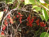 Schisandra chinensis