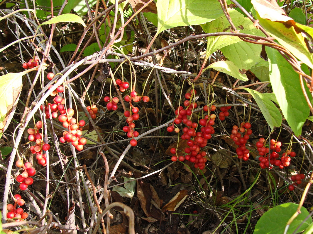 Изображение особи Schisandra chinensis.