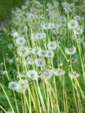 genus Taraxacum