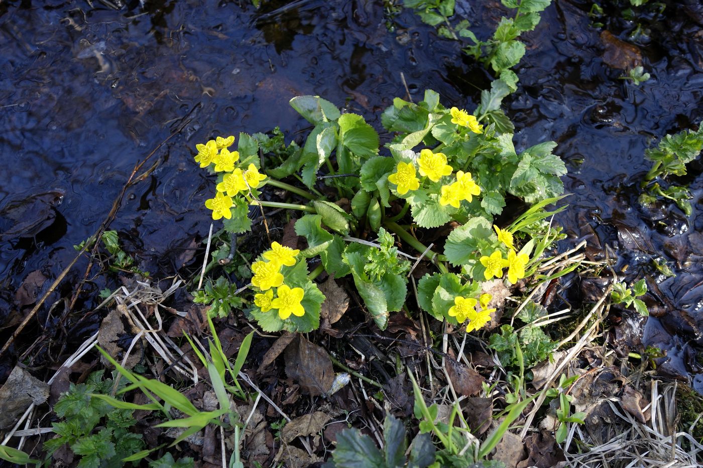 Изображение особи Caltha palustris.