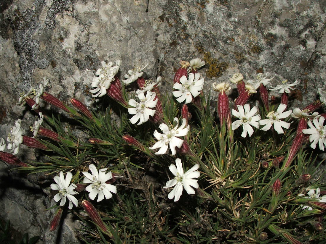 Изображение особи Silene jailensis.