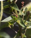 Acalypha australis