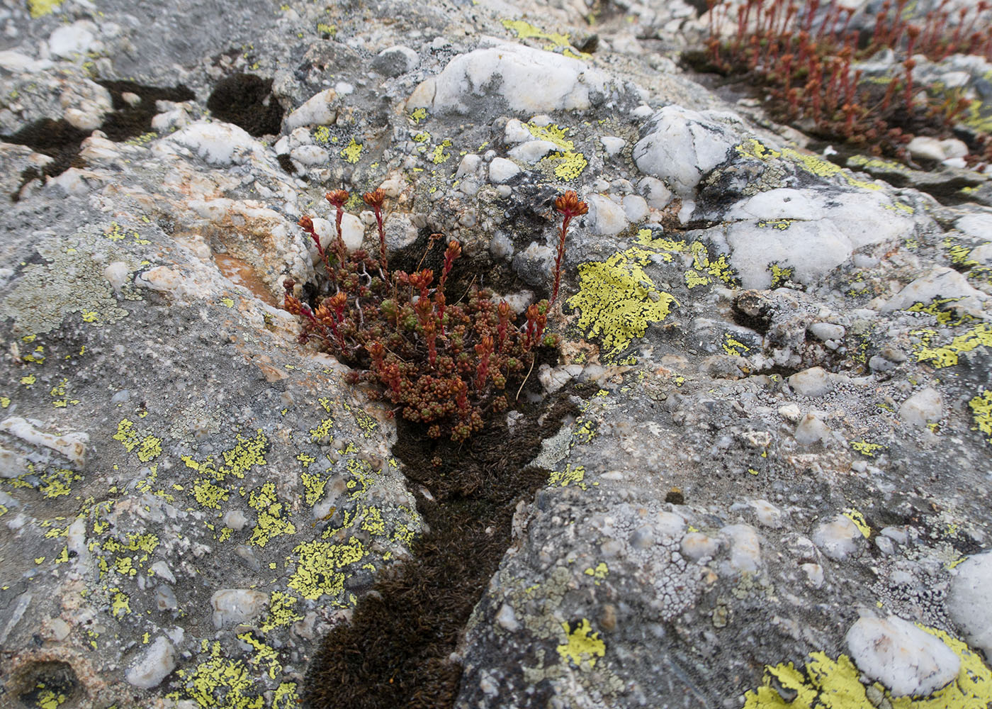 Изображение особи Sedum tenellum.