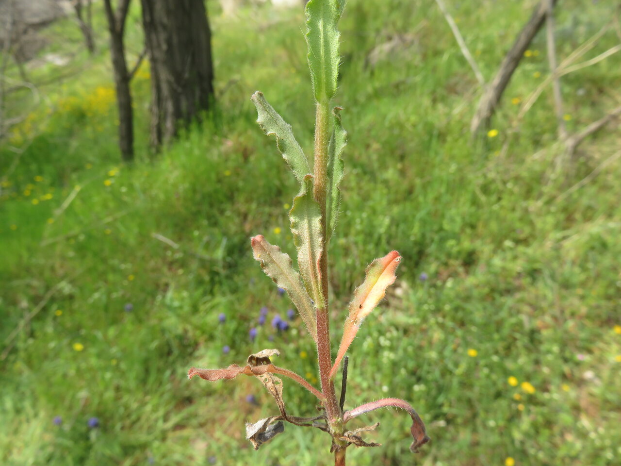 Image of Buglossoides rochelii specimen.