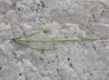 Equisetum ramosissimum. Оборванная веточка. Чечня, Шаройский р-н, долина р. Цесиахк, 1 км ниже водопада Цеси, сухое русло. 11 августа 2023 г.