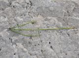 Image of taxon representative. Author is Александр Лебедев
