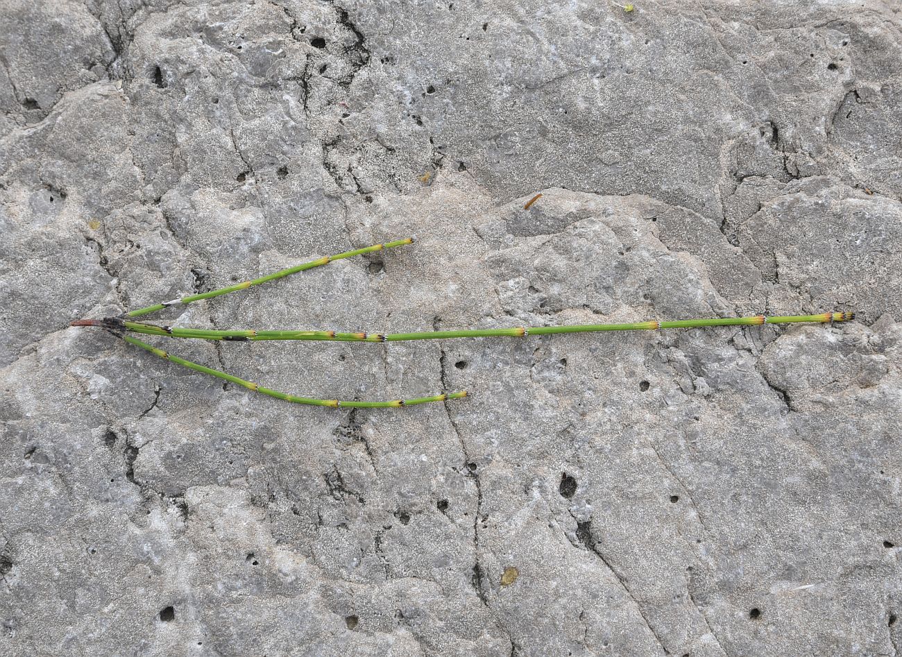 Изображение особи Equisetum ramosissimum.