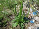 Plantago major