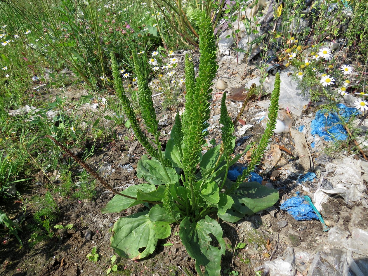 Изображение особи Plantago major.