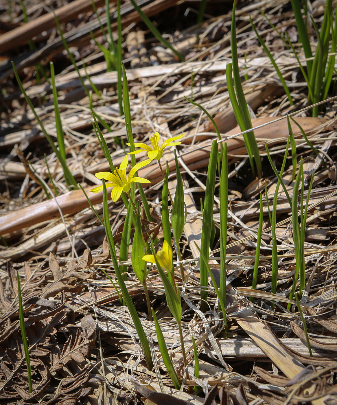 Image of genus Gagea specimen.