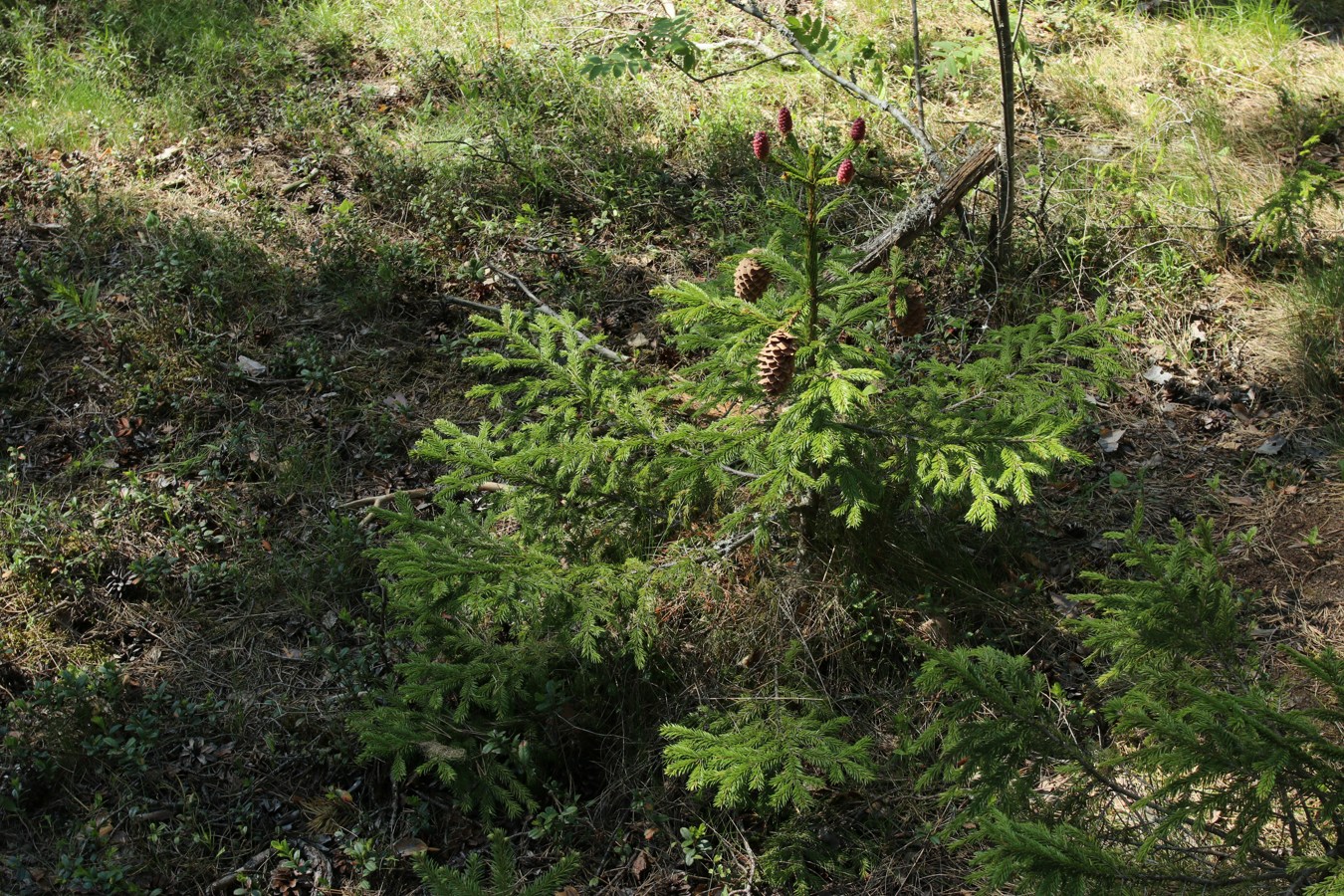 Image of Picea abies specimen.