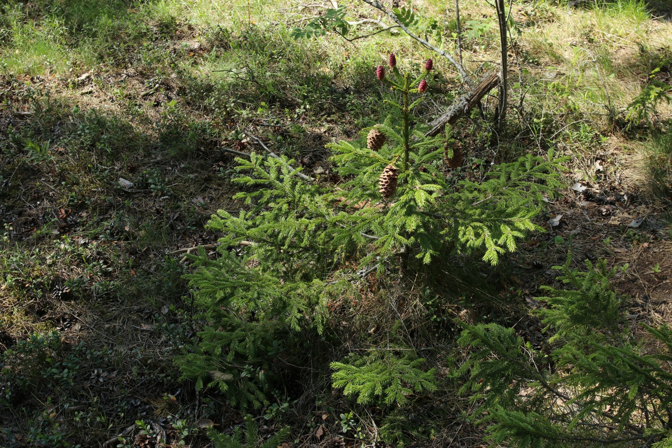 Изображение особи Picea &times; fennica.