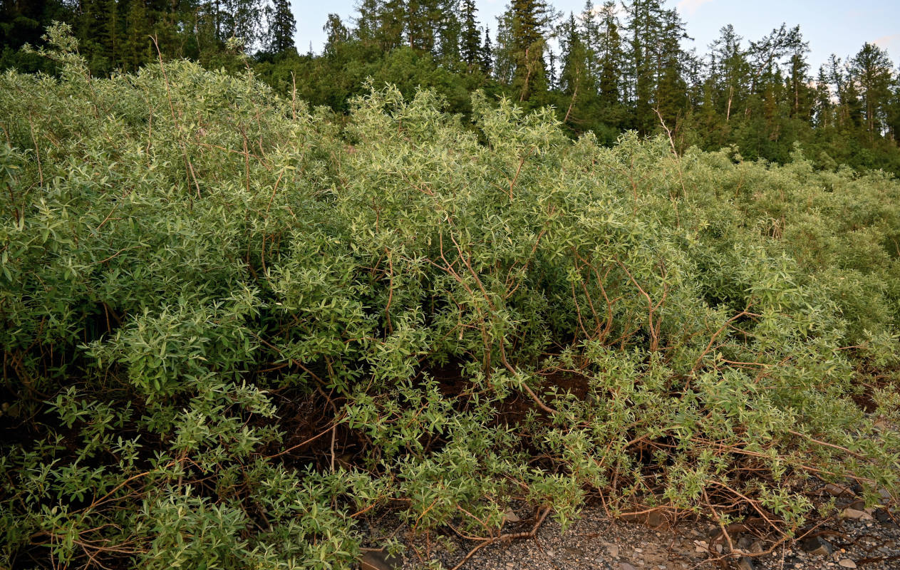 Image of genus Salix specimen.