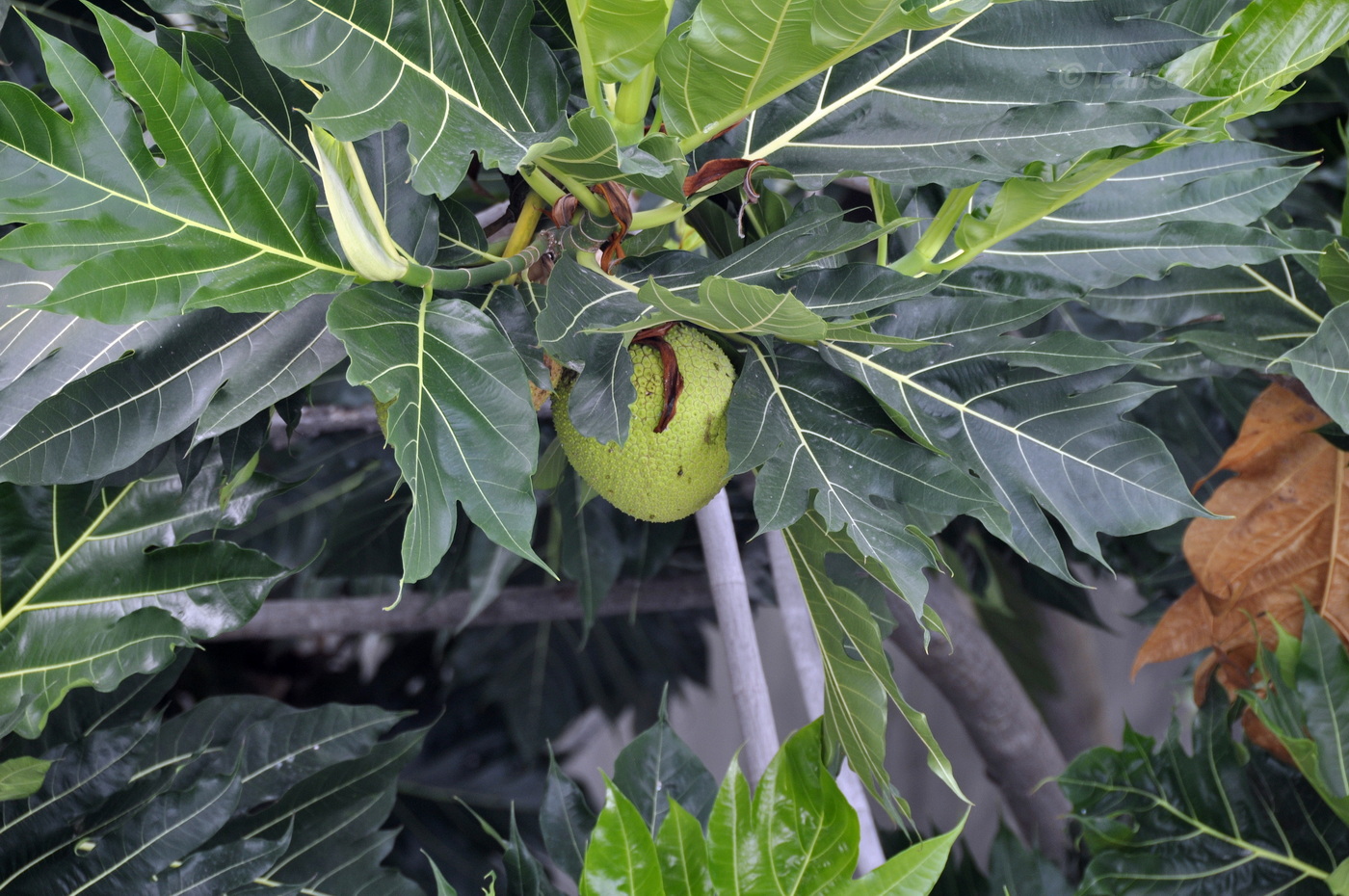 Image of Artocarpus altilis specimen.