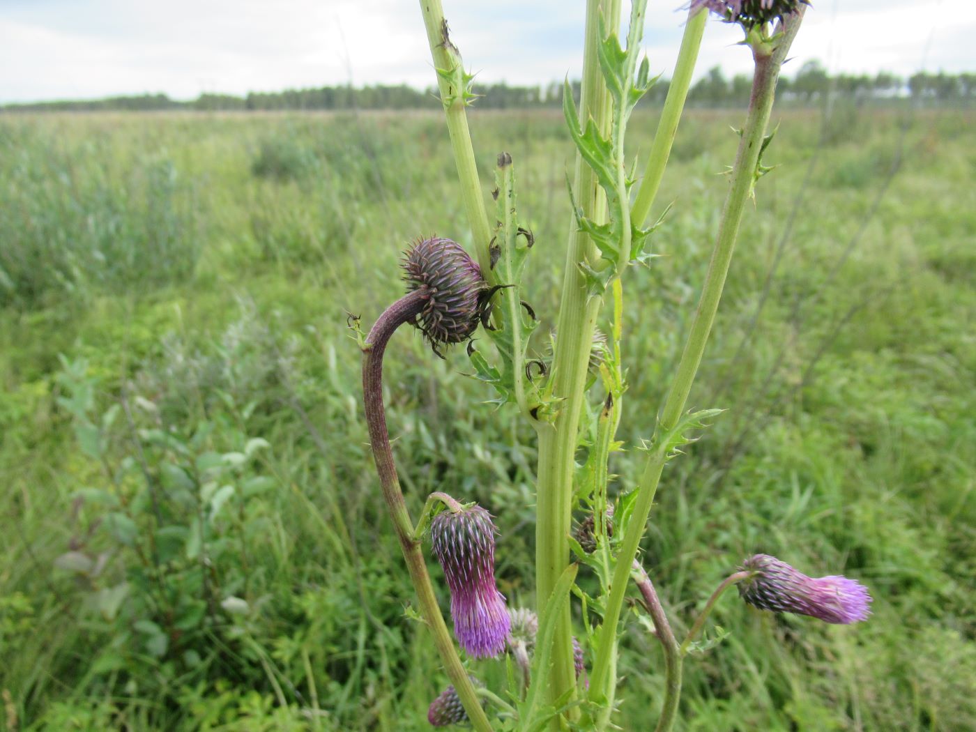 Изображение особи Cirsium pendulum.