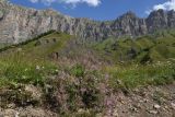 Chamaenerion colchicum