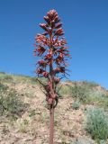 Eremurus cristatus