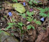 Anemone caucasica